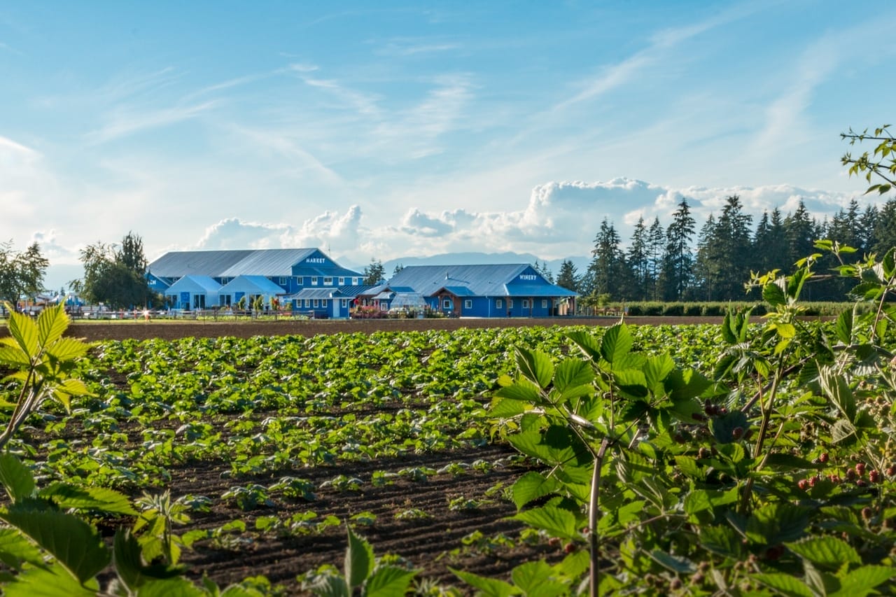 A vegetable farm with rows of crops in the foreground and blue farm buildings in the background under a partly cloudy sky.