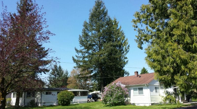 Two white single-story houses sit on a grassy lawn surrounded by trees and shrubs under a clear blue sky.