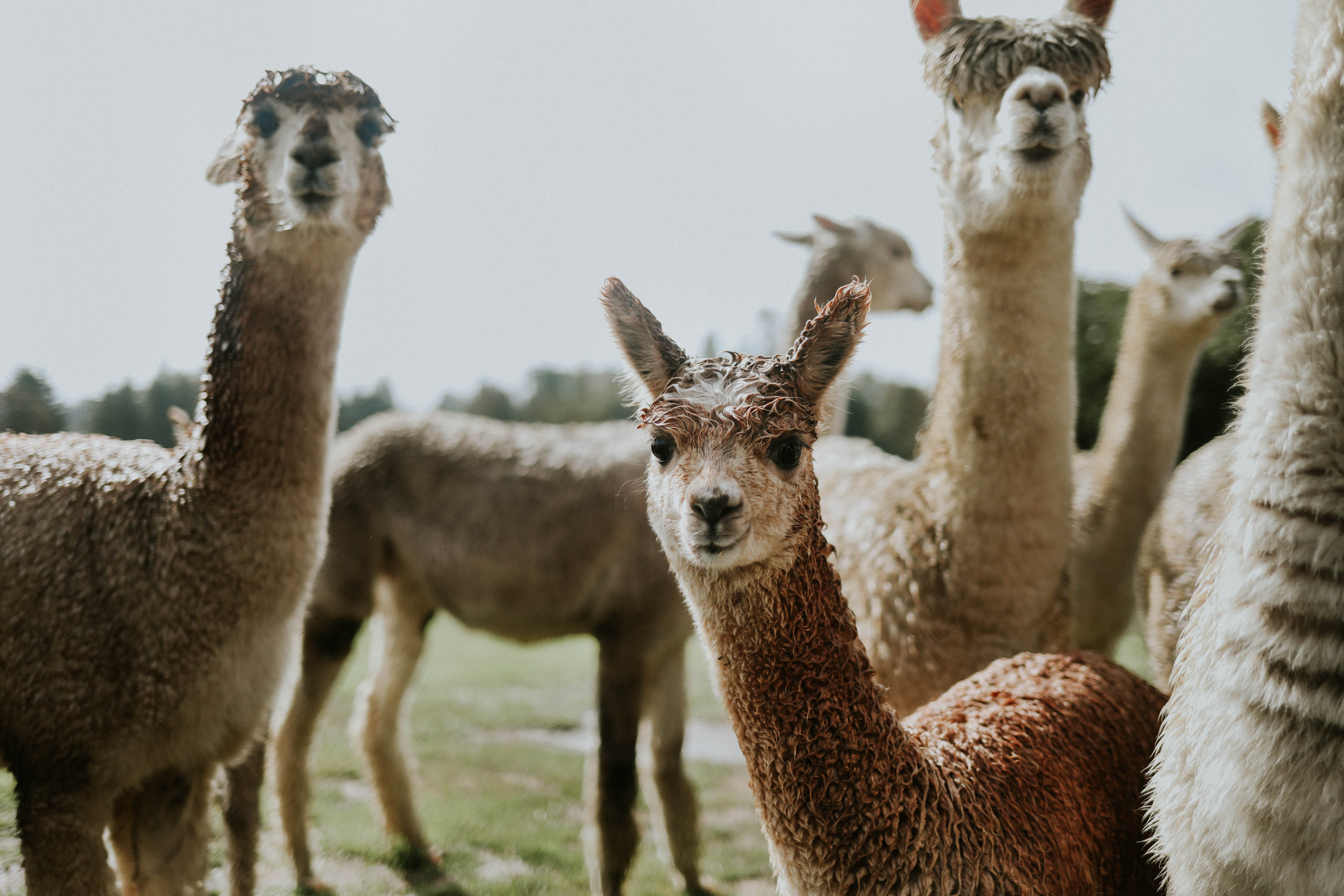 A group of alpacas with wet fur stands outdoors on a grassy field, some facing the camera, with trees visible in the background.