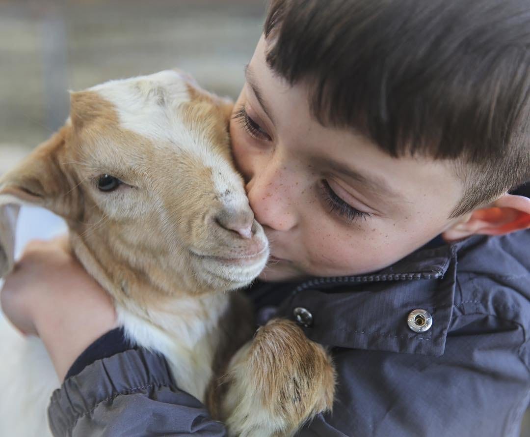 A young boy in a gray jacket hugs a light brown and white goat, pressing his cheek against the goat’s face.