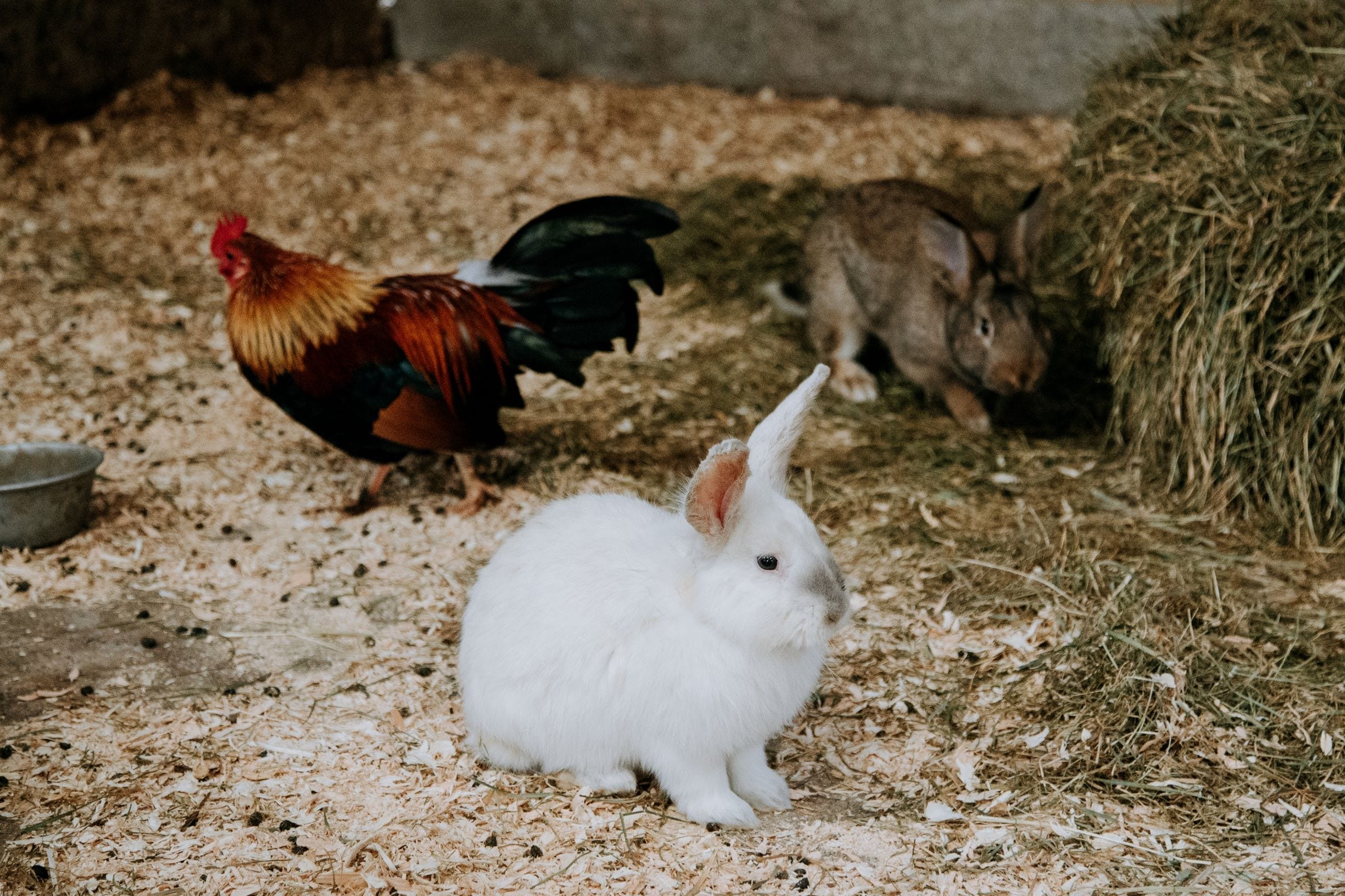 A white rabbit sits on straw next to a rooster, with another brown rabbit nearby in a barn-like setting.