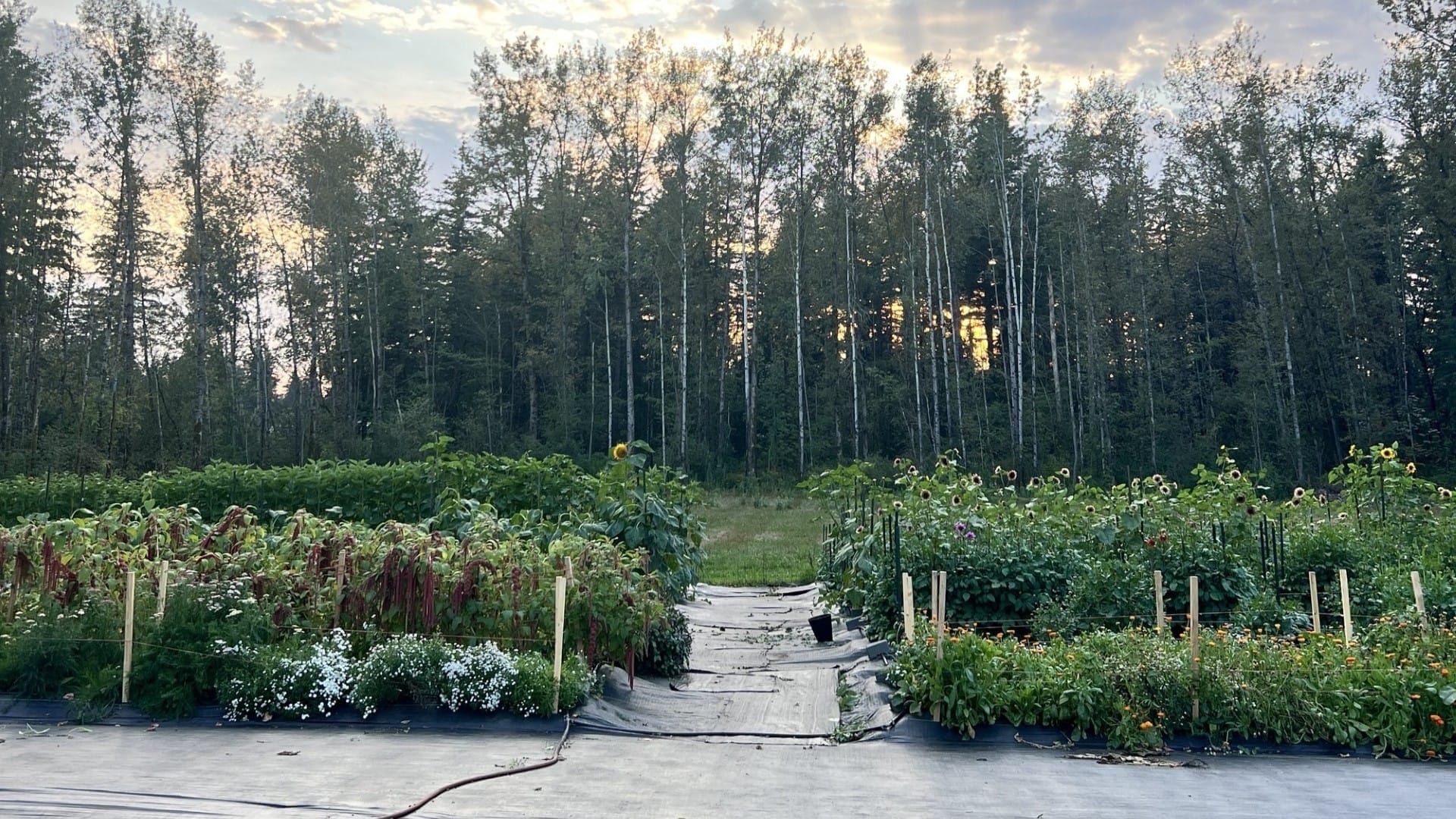 A cultivated garden with various plants and flowers bordered by a forest of tall trees at sunset.