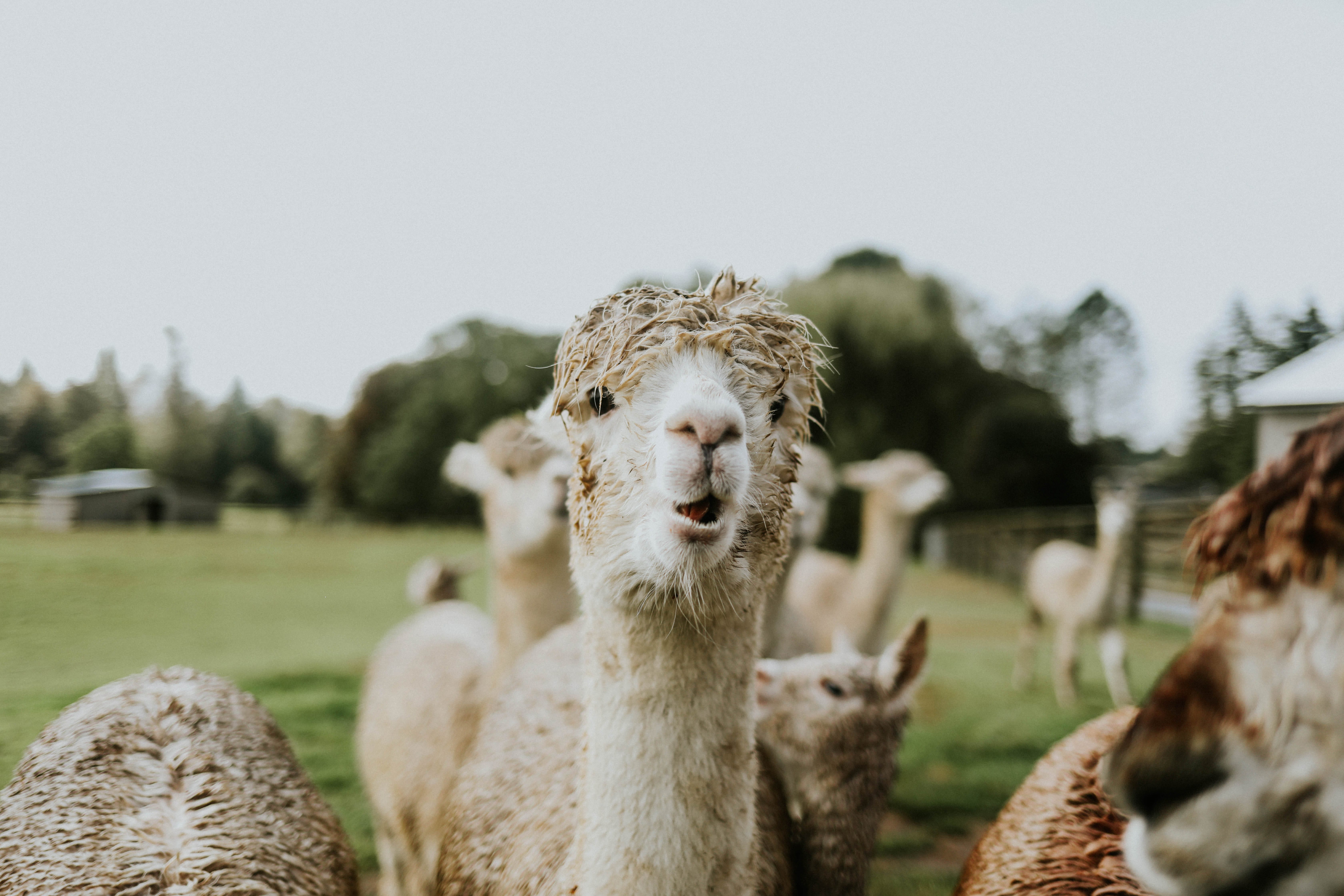 A group of alpacas standing in a grassy field, with one alpaca in the center looking directly at the camera.