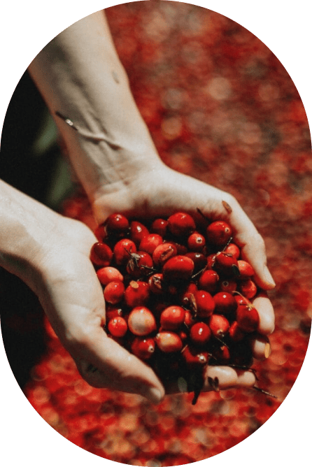 Cranberries Pill