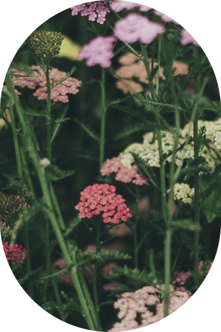 Flowers Pill