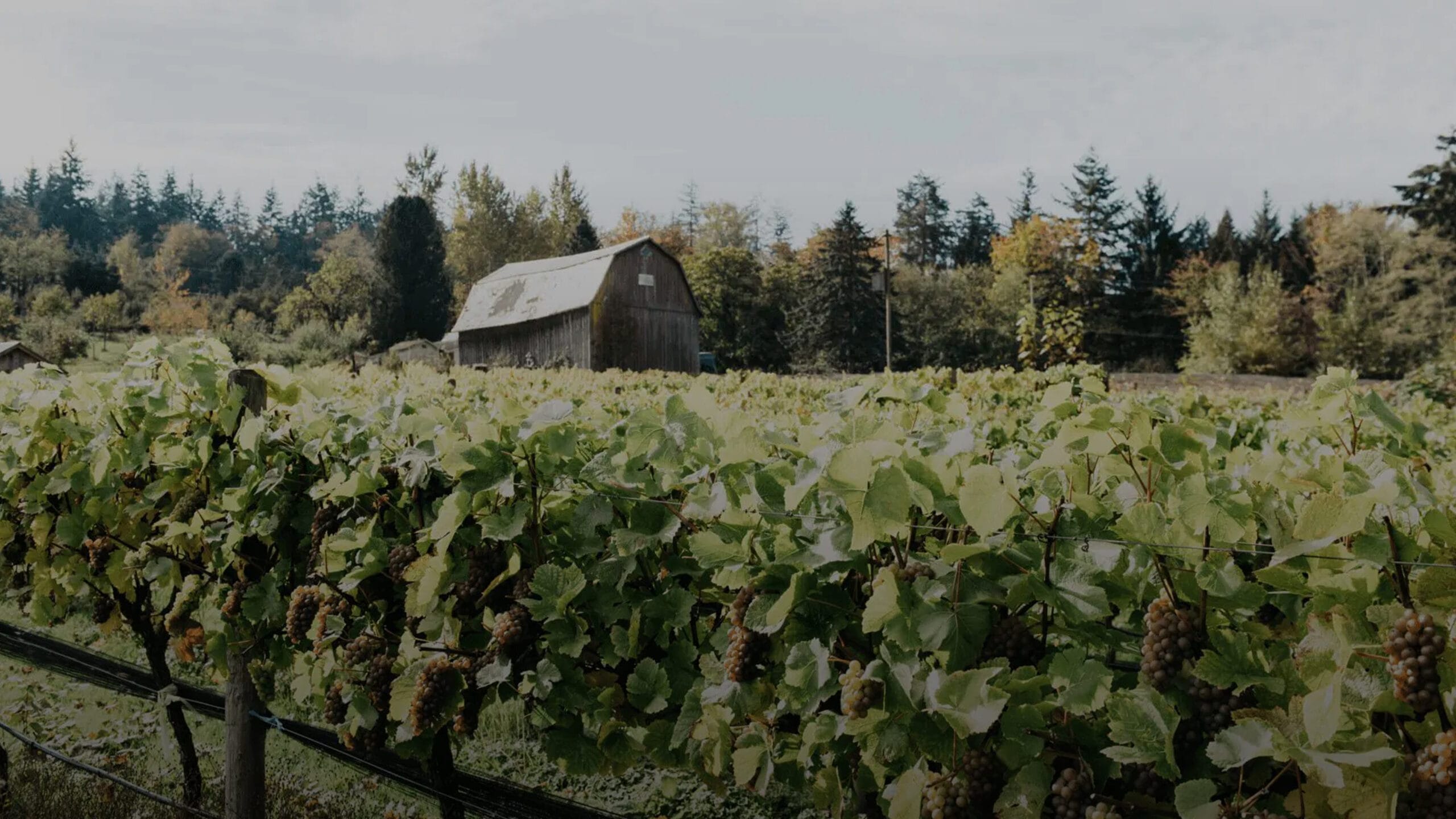 Vineyard Barn Hero Bg