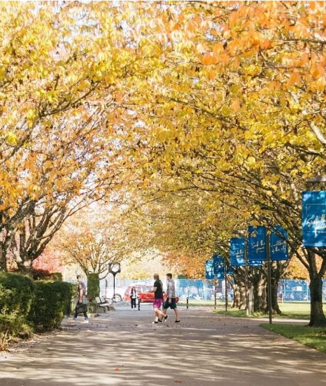 Langley Fall Leaves