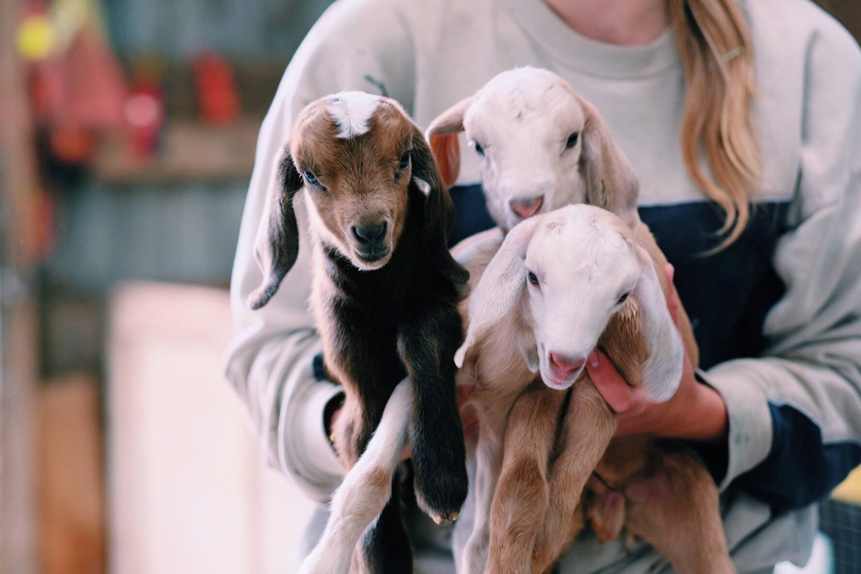 Person holding three baby goats at Aldor Acres Family Farm in Langley, BC in spring