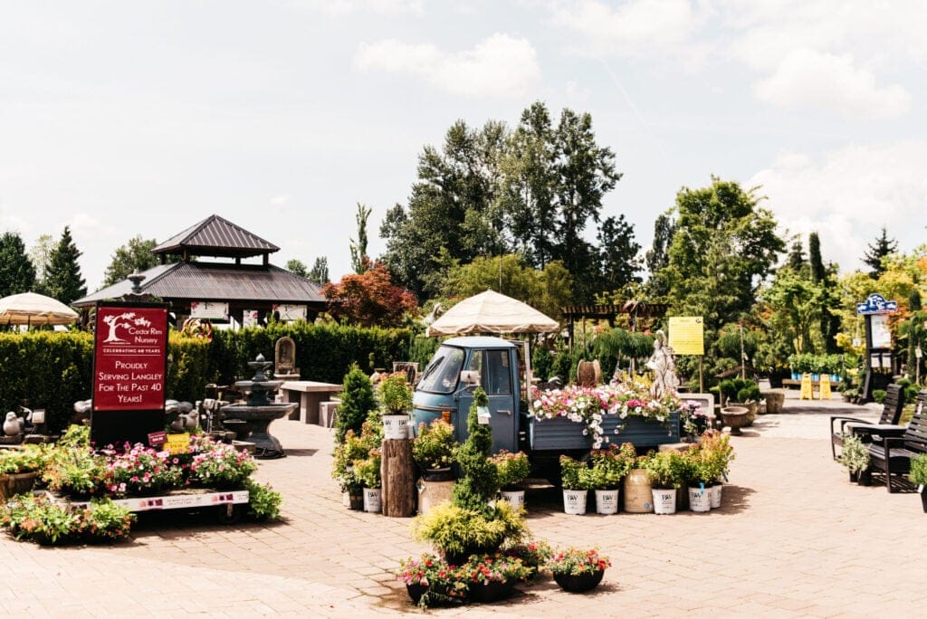 Outdoor garden centre at Cedar Rim Nursery in Langley, BC, featuring colourful potted plants and flowers surrounding a vintage blue truck, with a gazebo and lush trees in the background.